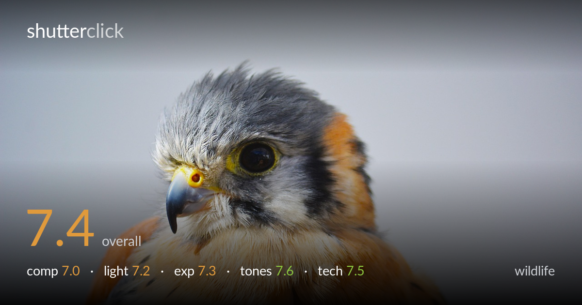 wildlife photo critique card