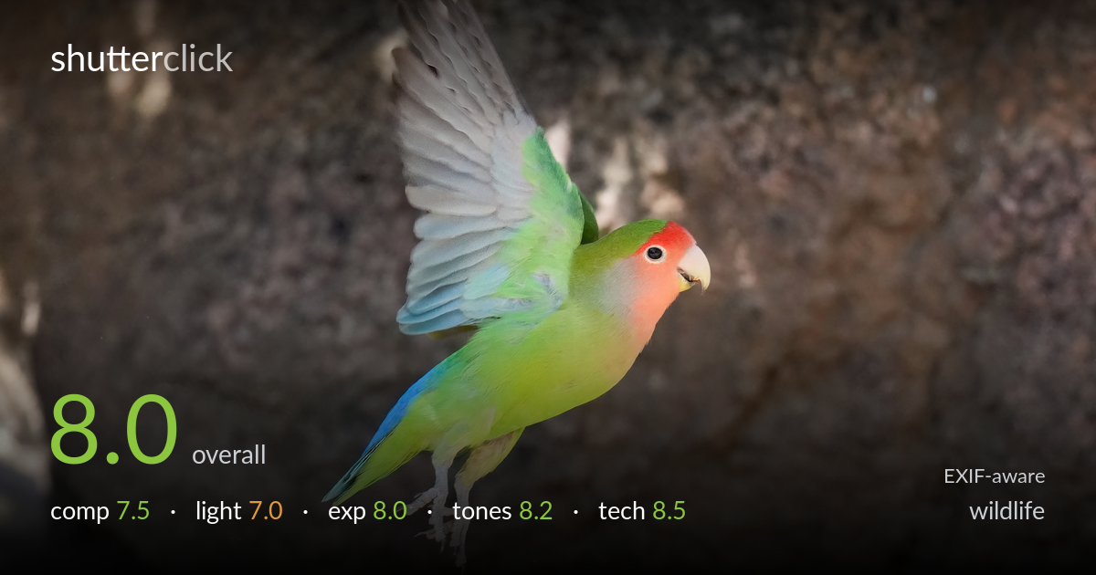 wildlife photo critique card