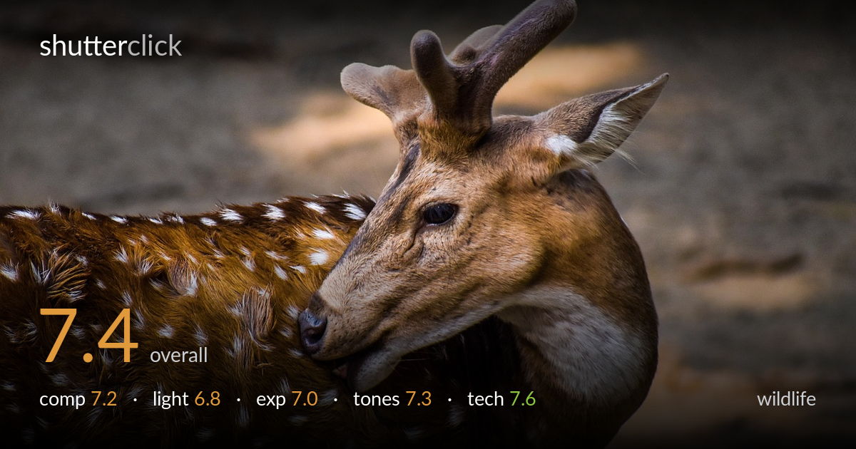 wildlife photo critique card