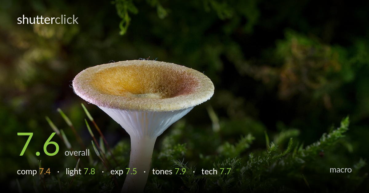 macro photo critique card