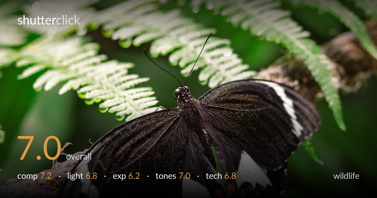 wildlife photo critique card