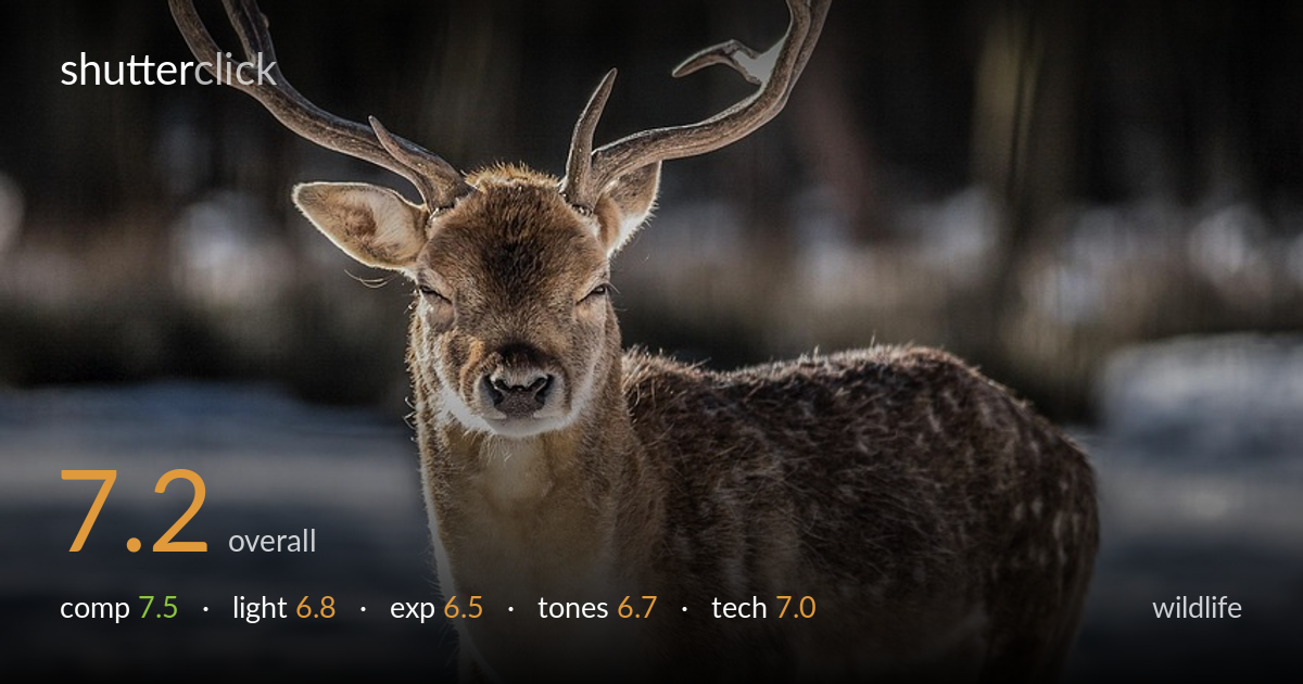 wildlife photo critique card