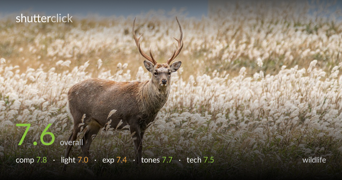 wildlife photo critique card