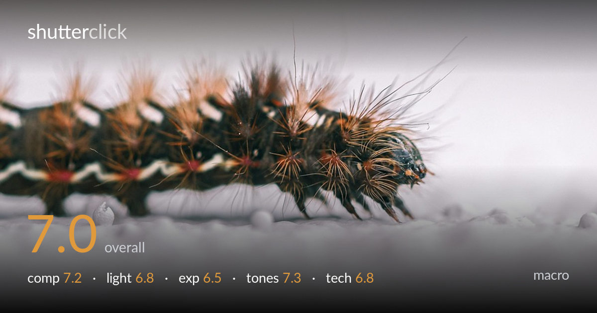 macro photo critique card