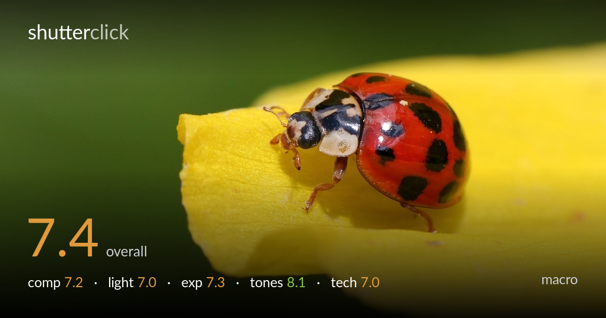macro photo critique card