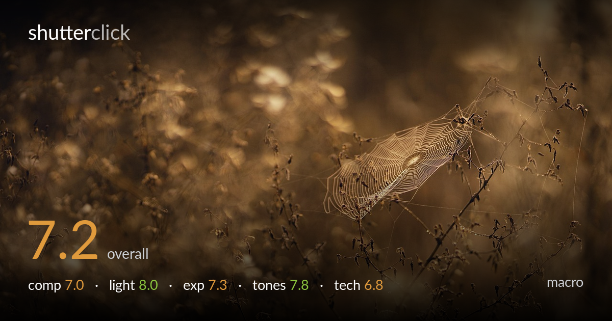 macro photo critique card