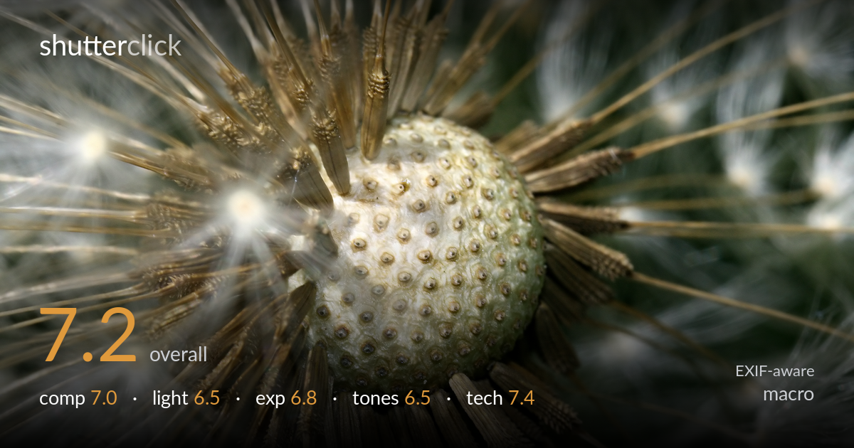 macro photo critique card