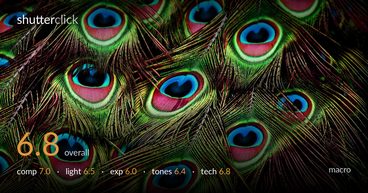 macro photo critique card