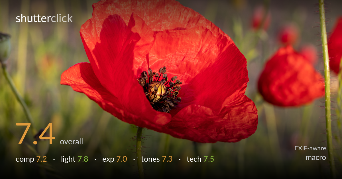 macro photo critique card