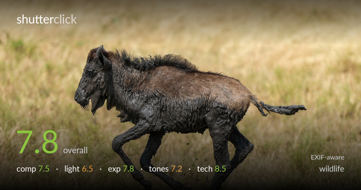 wildlife photo critique card