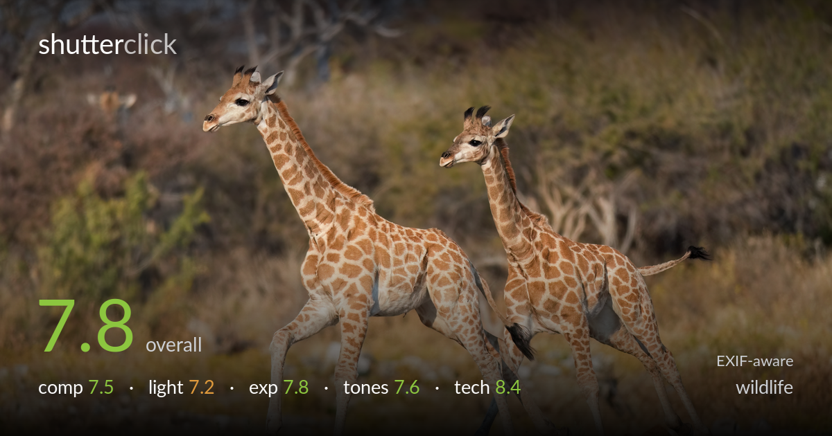 wildlife photo critique card