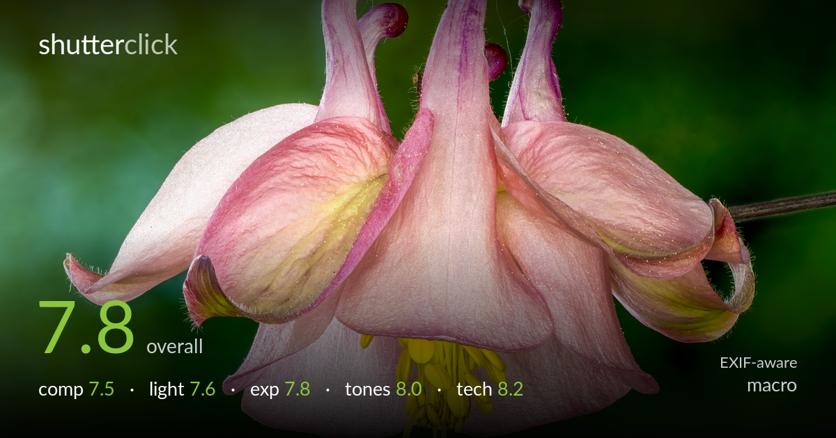 macro photo critique card