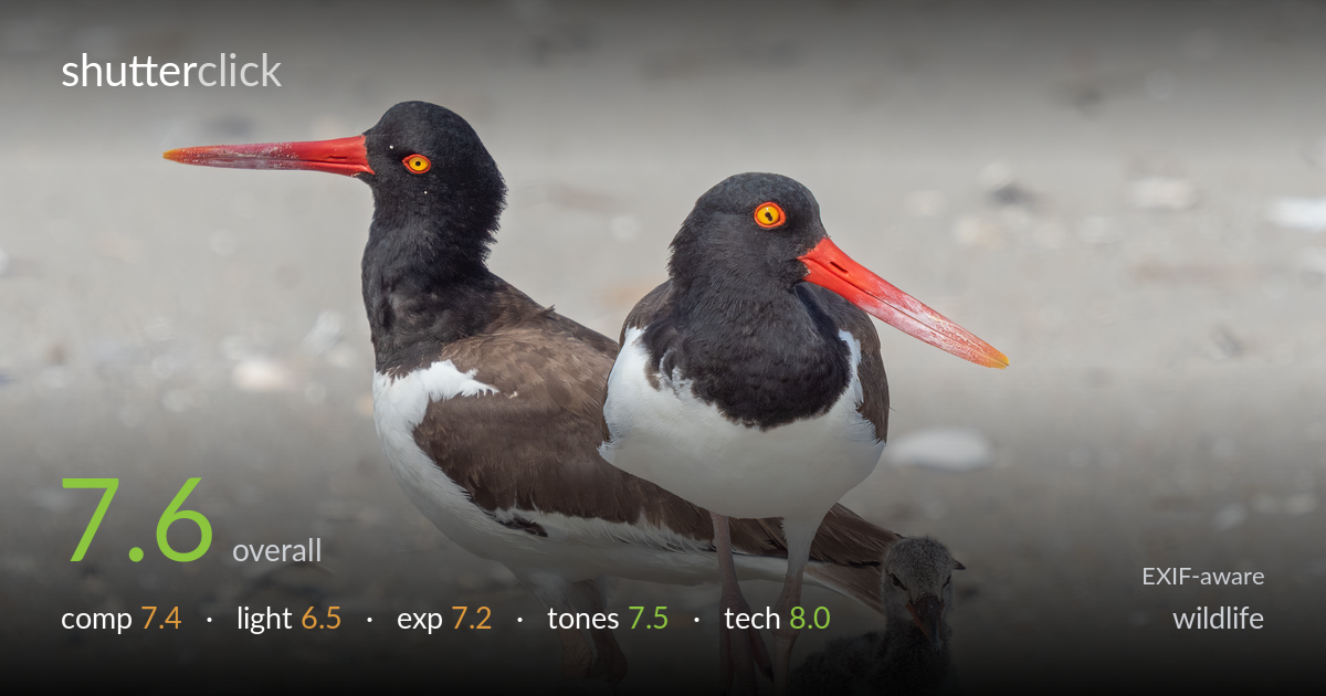 wildlife photo critique card