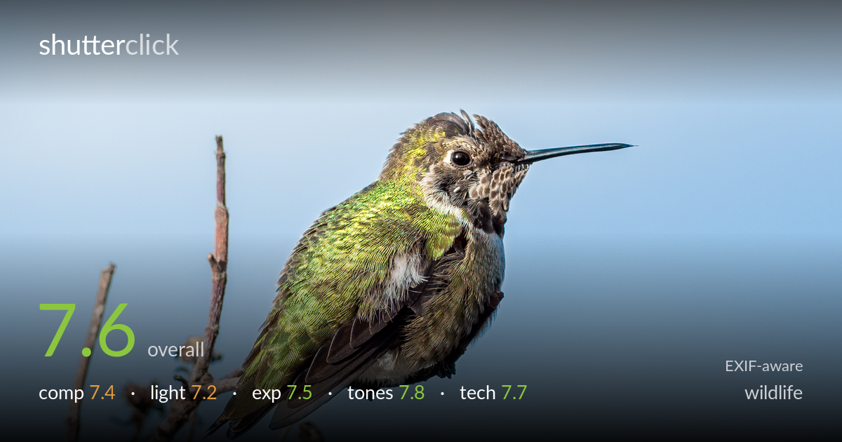 wildlife photo critique card