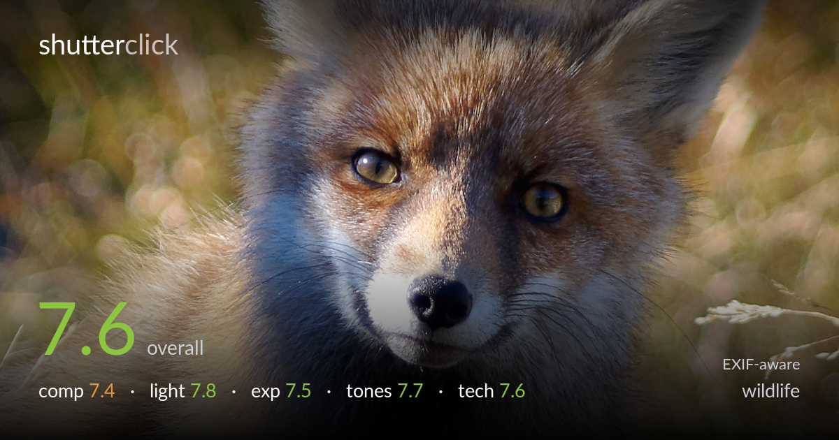 wildlife photo critique card