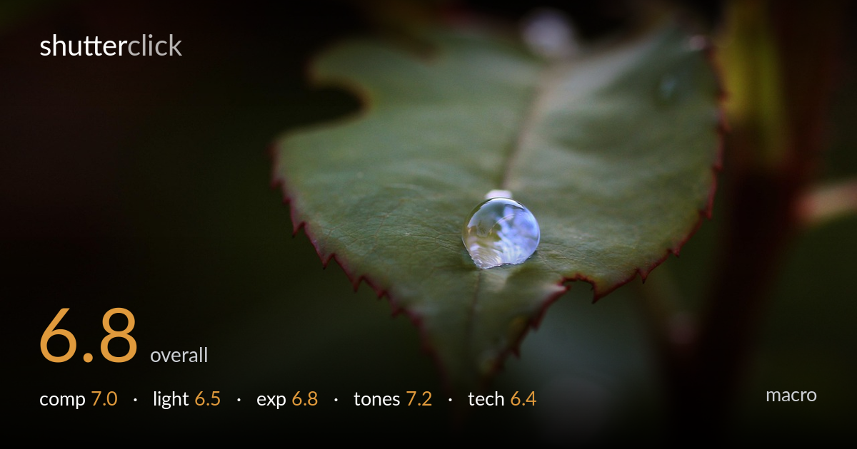 macro photo critique card