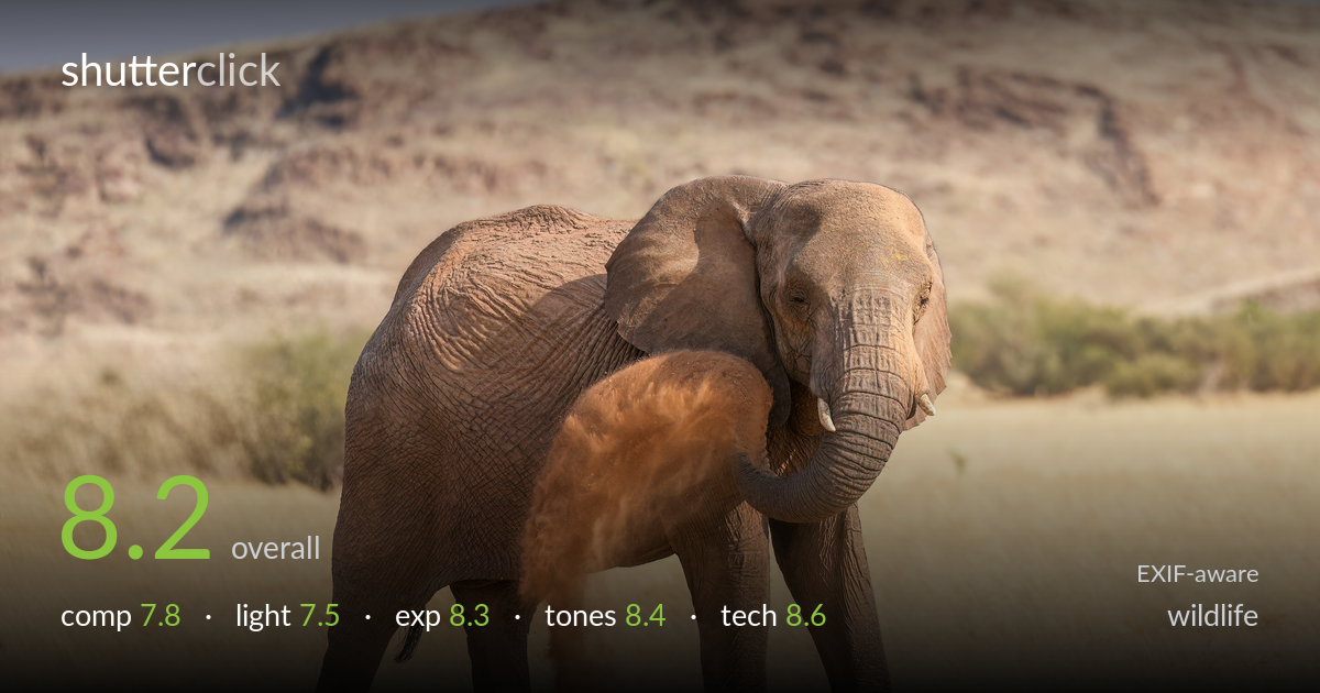 wildlife photo critique card