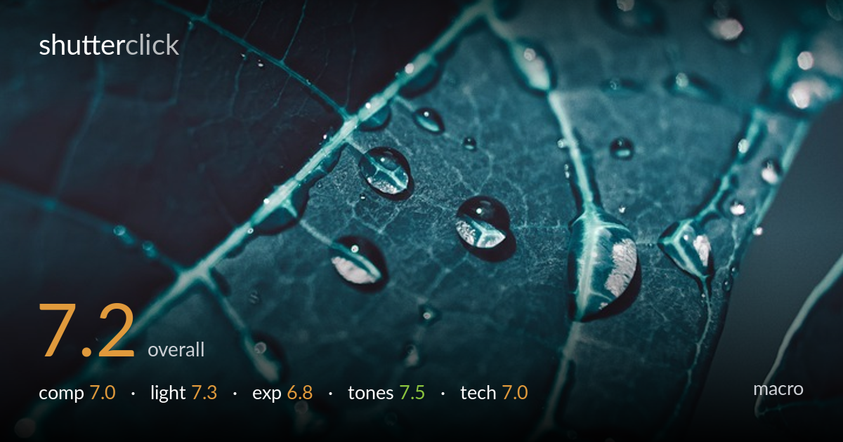 macro photo critique card