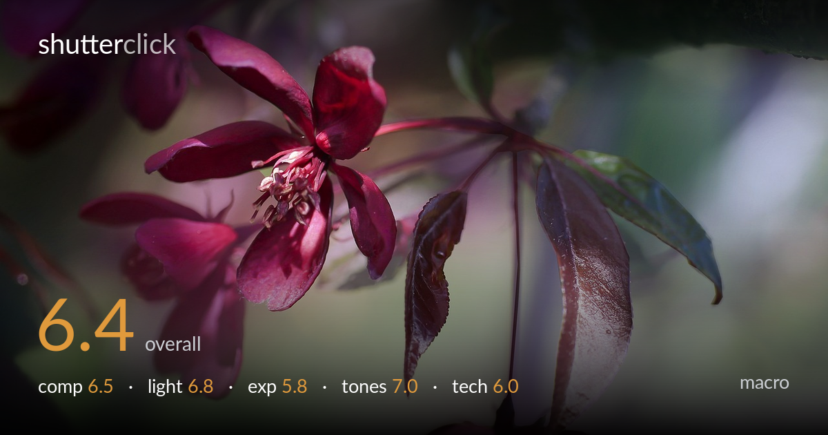 macro photo critique card