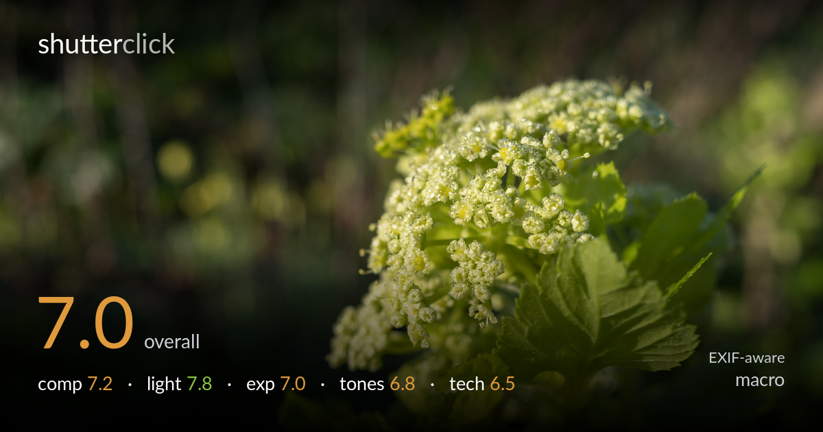 macro photo critique card