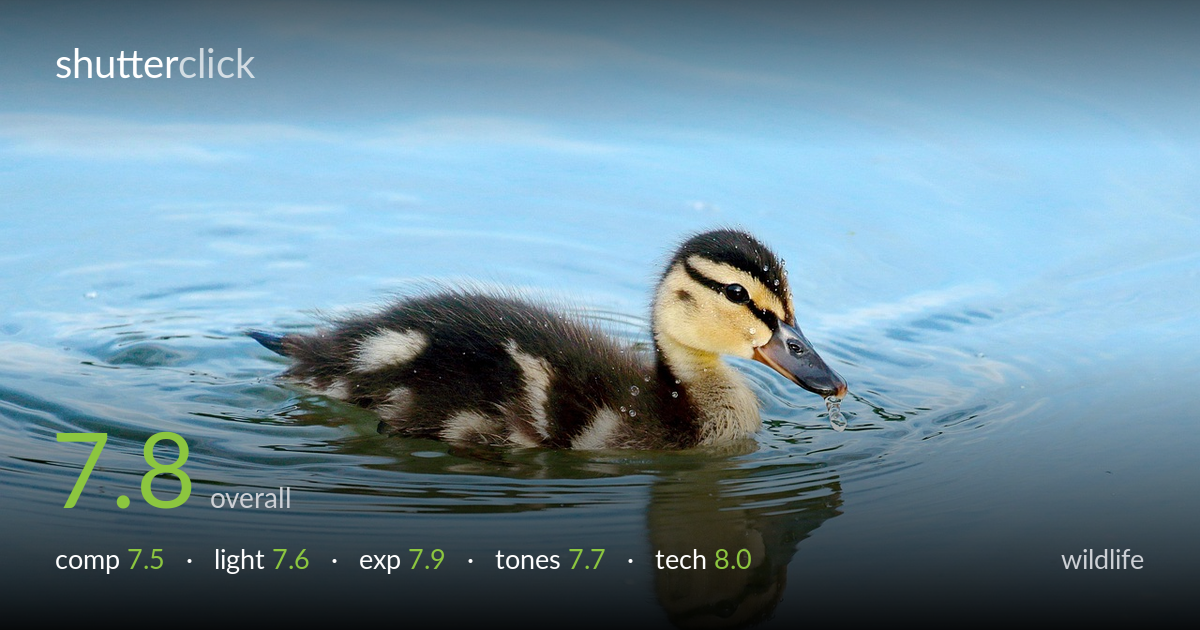 wildlife photo critique card
