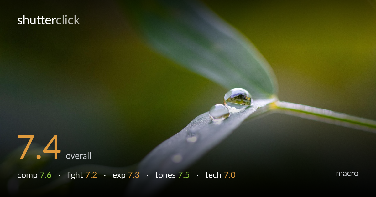 macro photo critique card