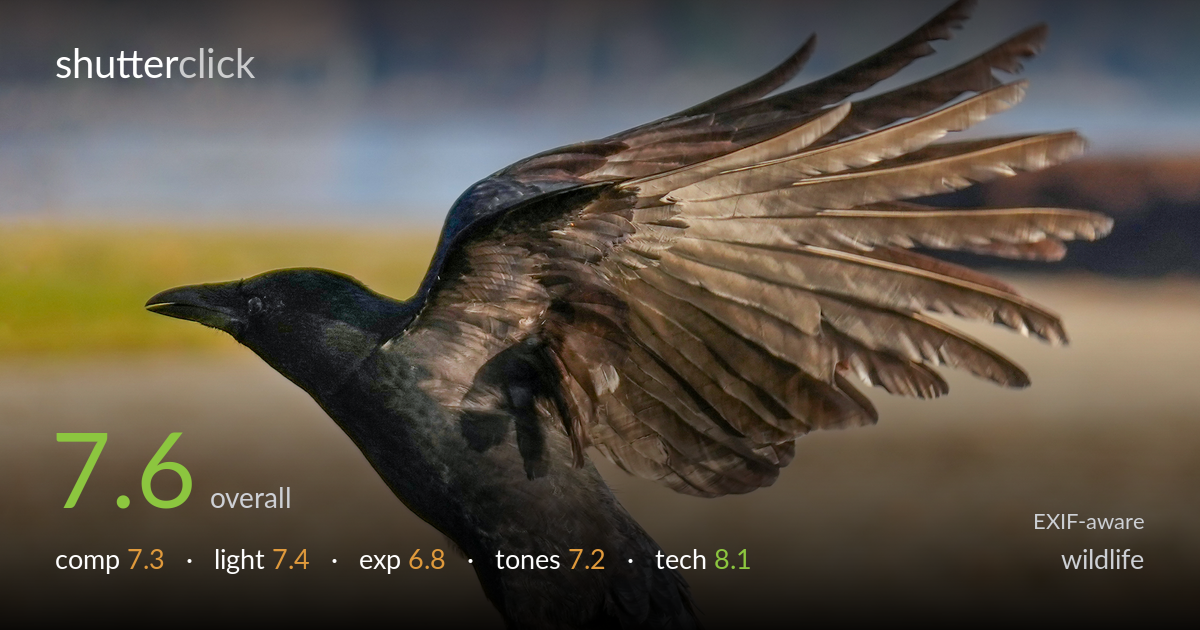 wildlife photo critique card