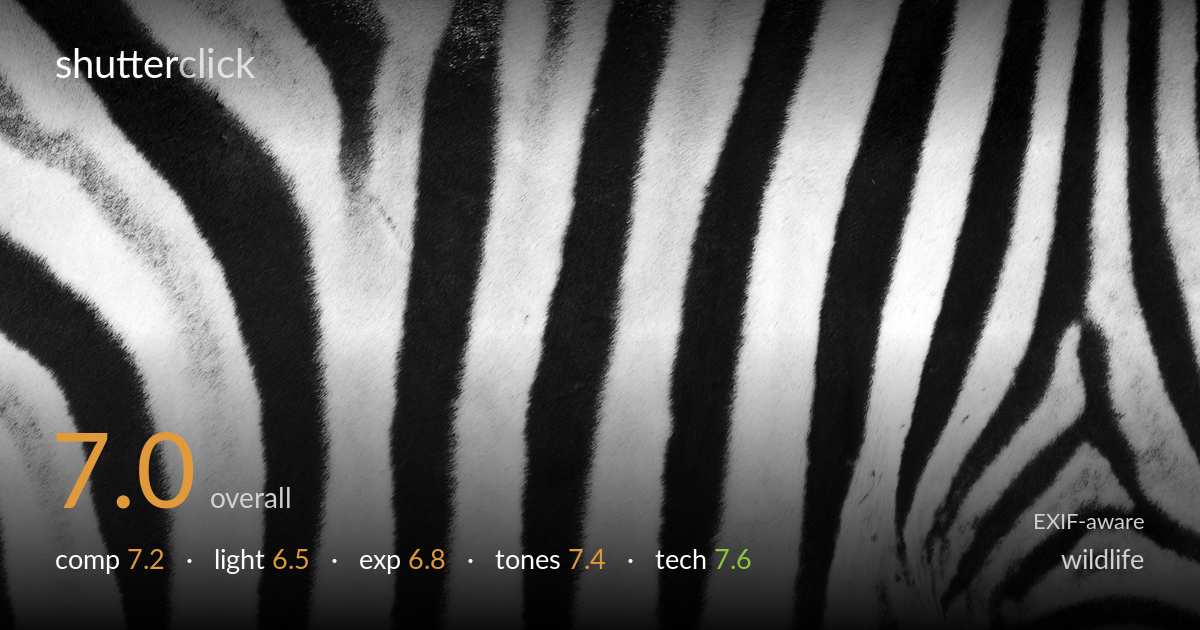 wildlife photo critique card