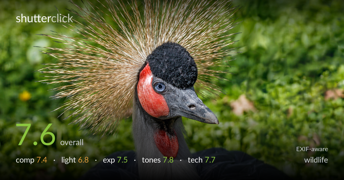 wildlife photo critique card