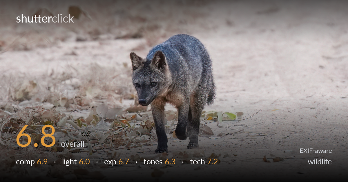 wildlife photo critique card