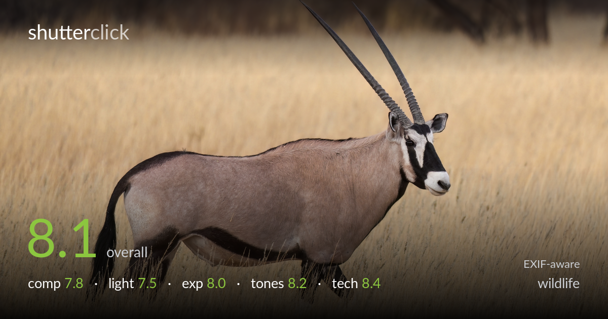 wildlife photo critique card