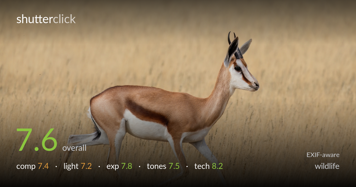 wildlife photo critique card