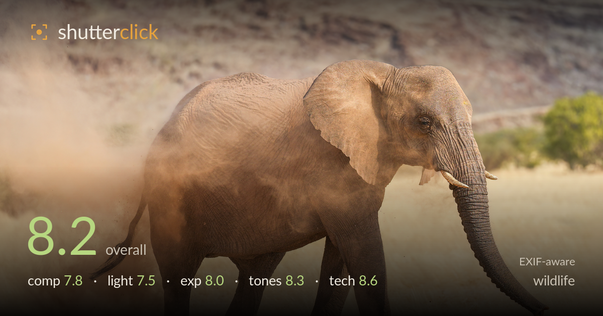 wildlife photo critique card