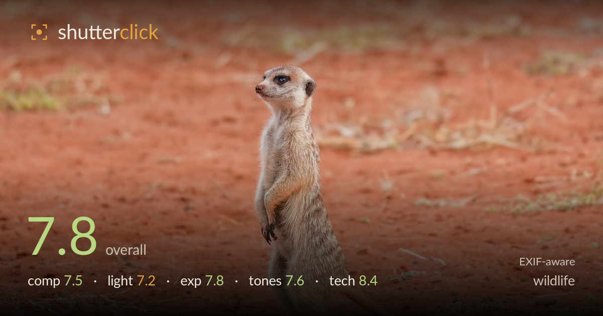 wildlife photo critique card