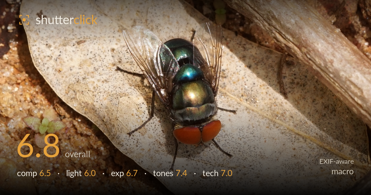 macro photo critique card