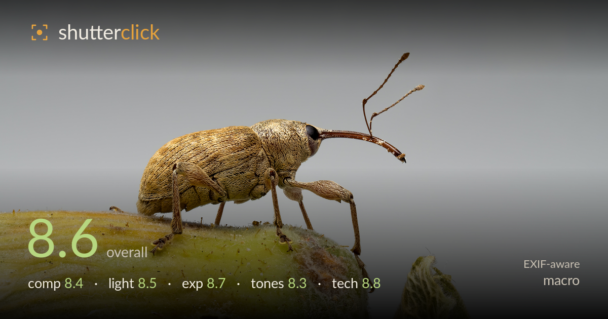macro photo critique card