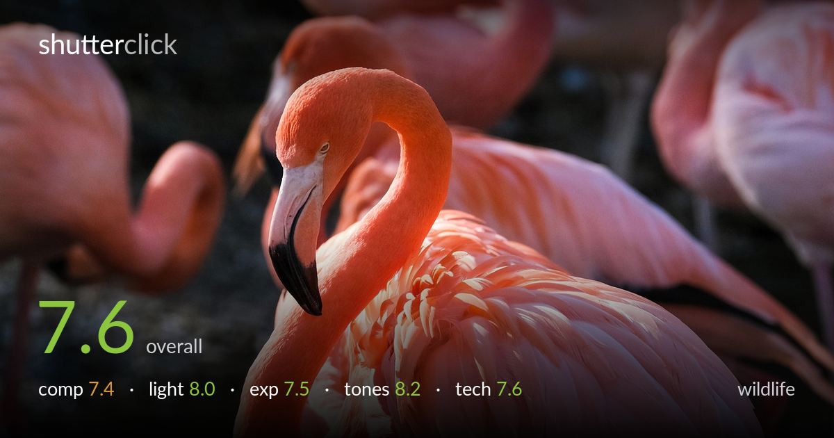 wildlife photo critique card