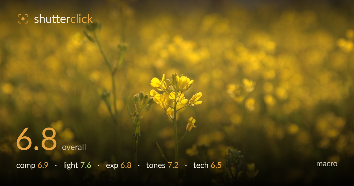 macro photo critique card