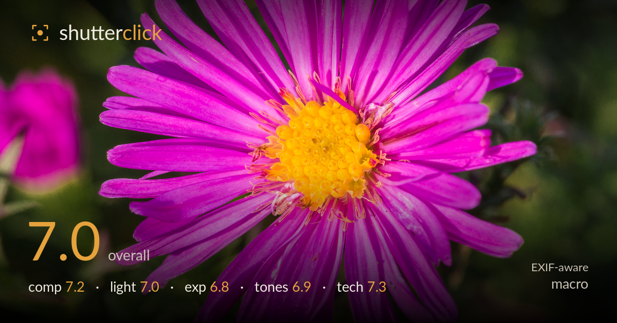 macro photo critique card
