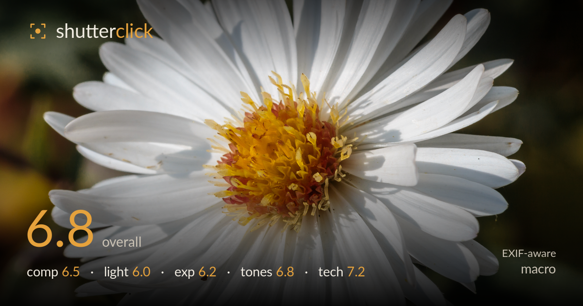 macro photo critique card