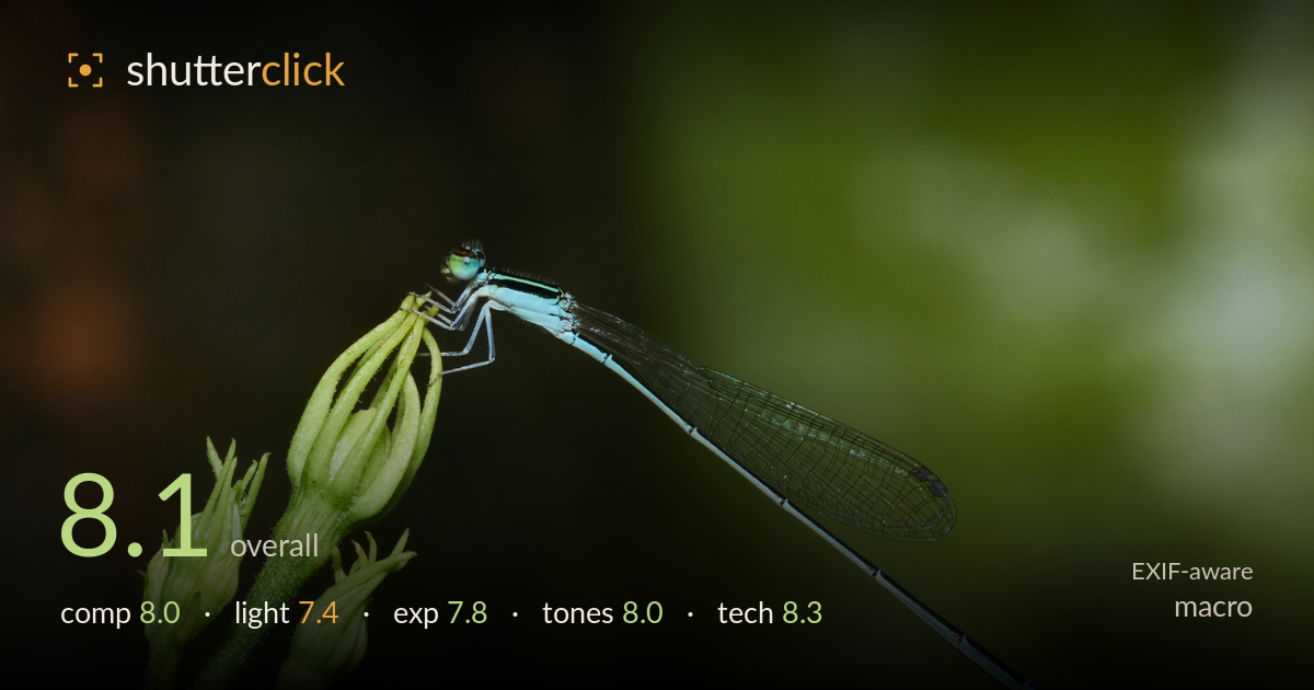 macro photo critique card