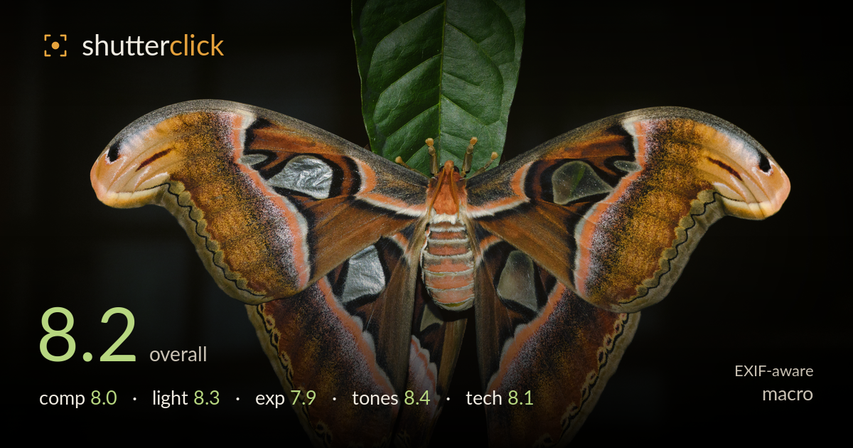 macro photo critique card