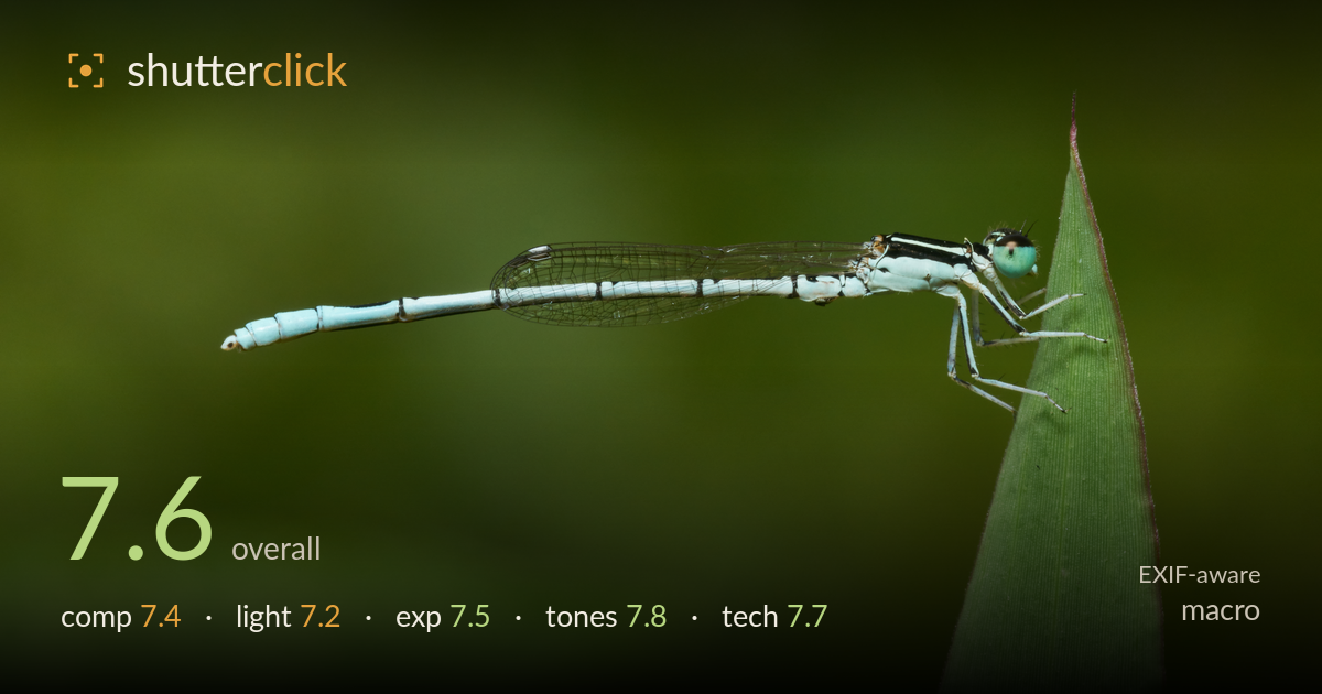 macro photo critique card