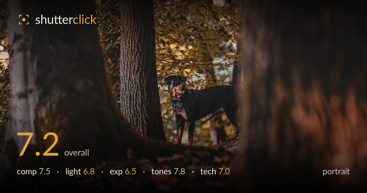 portrait photo critique card