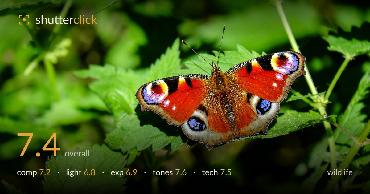 wildlife photo critique card