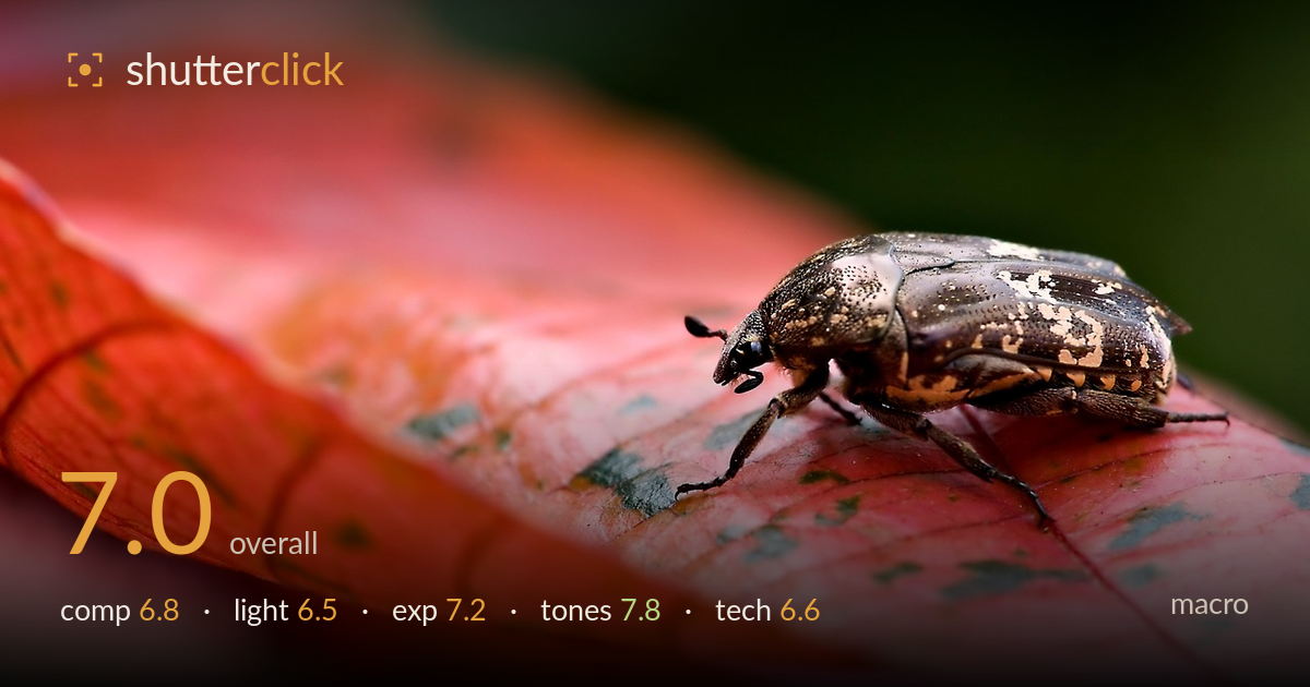 macro photo critique card