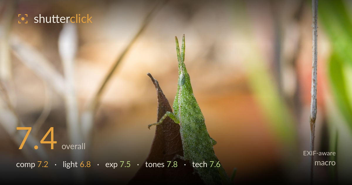 macro photo critique card