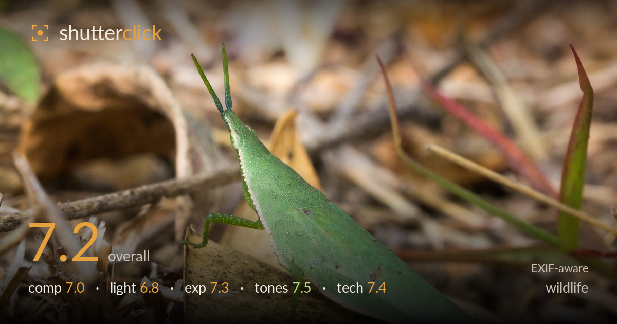 wildlife photo critique card