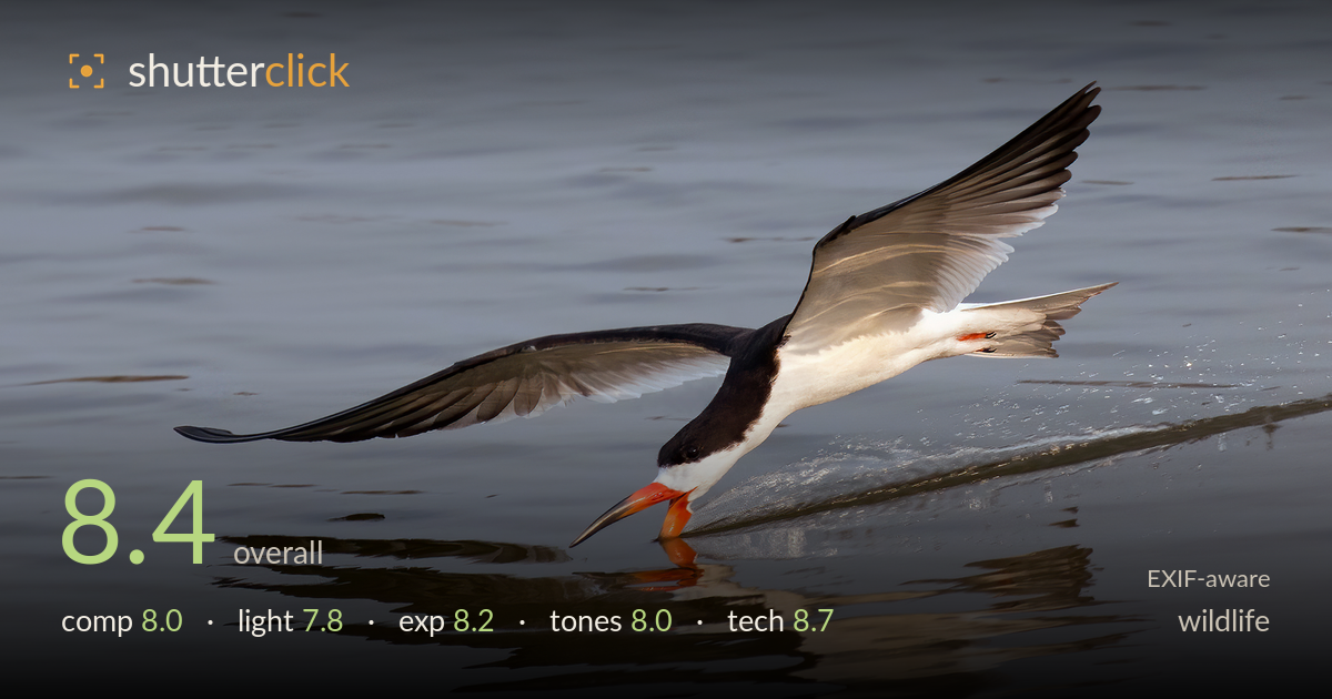 wildlife photo critique card