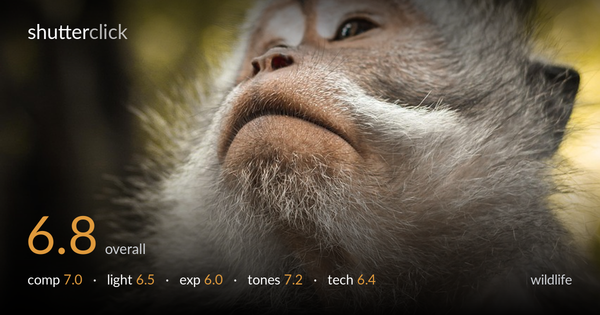 wildlife photo critique card
